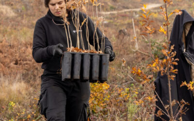 CO2MPENSATING BY PLANTING